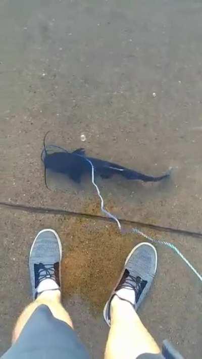Taking my fish for a walk