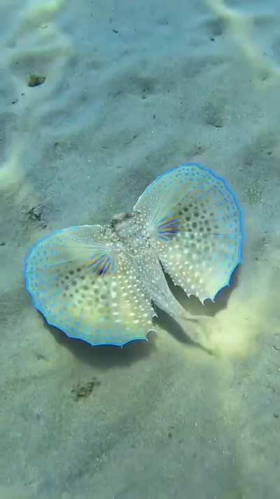Flying gurnard