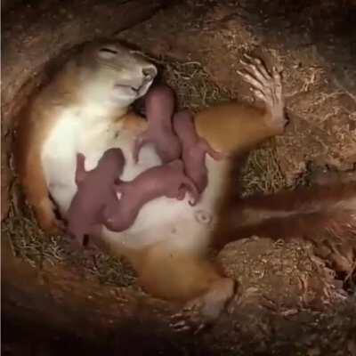 Baby squirrels coming to life..captured beautifully!