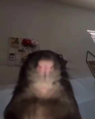 Shoris lai a melodi🥰🥰🥰