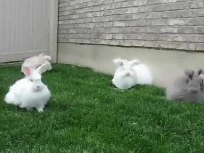 English Angora Rabbit girls playing