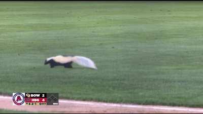 [Highlight] [MiLB] For the second time this year, the Bowie Baysox + Harrisburg Senators are interrupted by a rather smelly visitor.