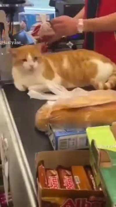 typical Istanbul cat