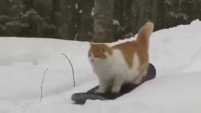 A little fluffy but she’s got the moves!