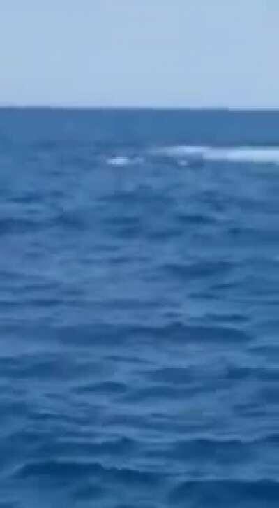 Humpback whale spotted in Watamu, looks really cool. The fisherman sounds so excited!!!! :)