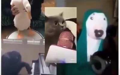 What Animal Collective sounds like to my friends