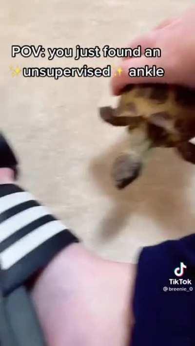 It wants to be a Snapping Turtle..