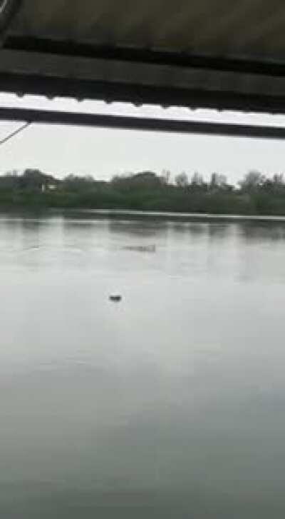 Cocodrilo ataca a un pobre don en Tamaulipas