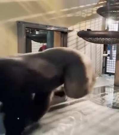 Just getting comfy here in the infinity pool. Is it Ken’s birthday yet?