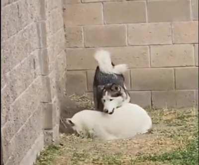 Caught red handed…