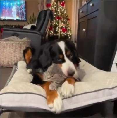 He thinks the cat is stuffed animal
