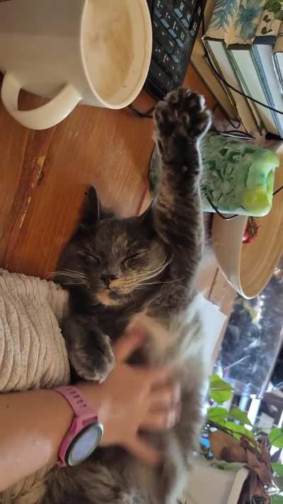 Mirin does this whenever I rub her belly 😊