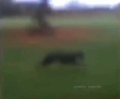 Nath you let your moldy dog put and he chasing me -jack