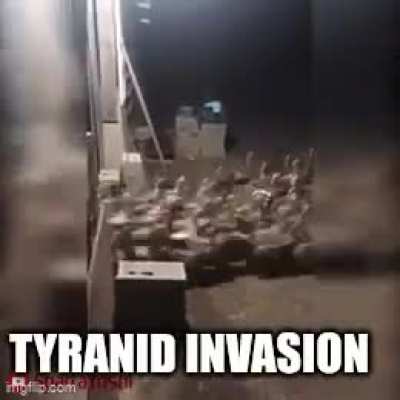 Tyranids whenever there is biomass