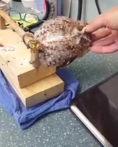 Sir, your owl is broken