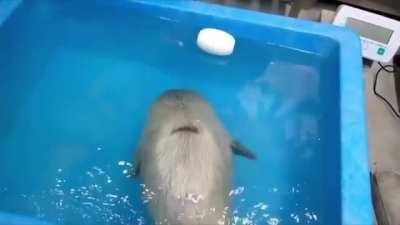 Baby seal's first swimming lesson