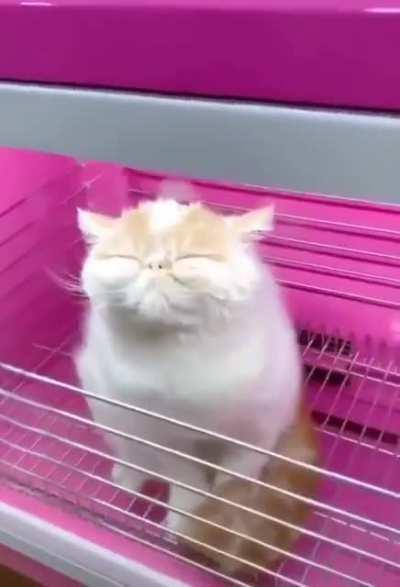 Котосушилка