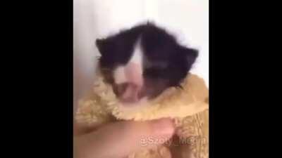 Angry Chinese Man VS Cat