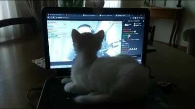 El gatito de mi primo le dio un besito al Cristian 😳😳