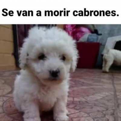 Se van a morir cabrones. 😈
