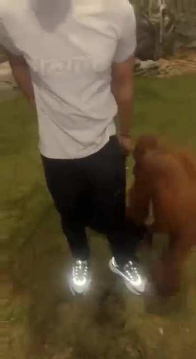 Orangutan gets curious and takes and puts on Man's Jacket