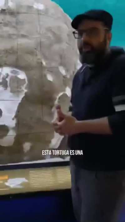 Descubrieron una nueva especie de tortuga marina gigante de 20 millones de años en La Patagonia: Helianthochelys redondita