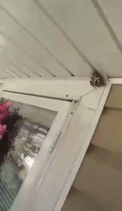 Ok which one of you is this?