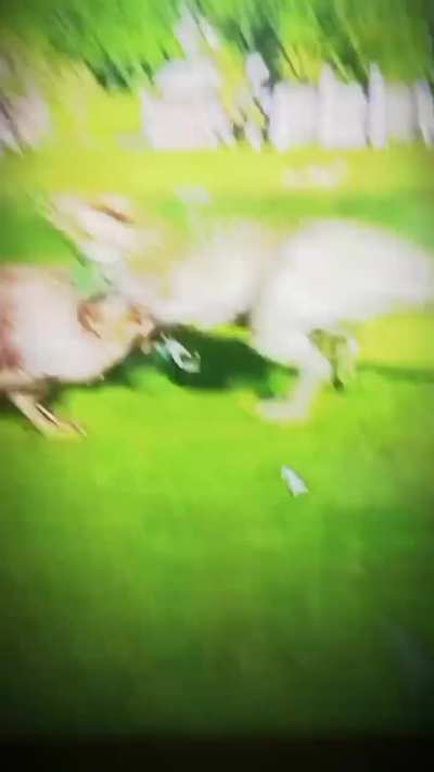 gacha heat and gacha life is stupid