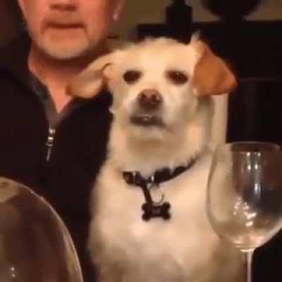 Dog rolling his eyes