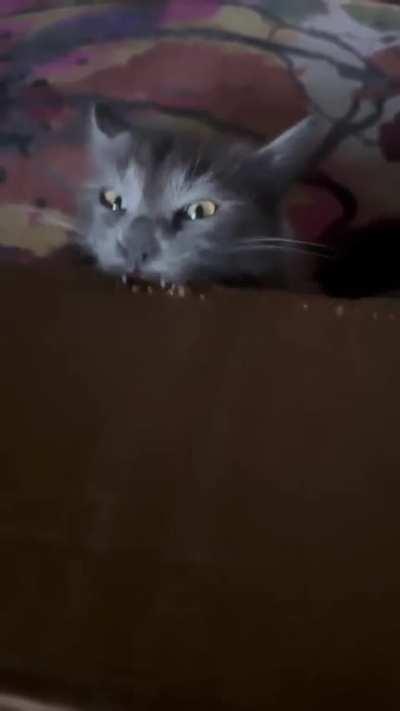 Teefies in cardboard