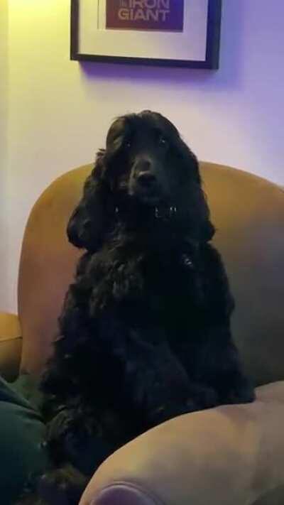 Outraged cocker for not being peted