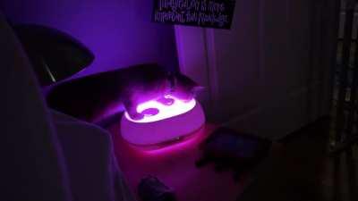 Cranberry at the discomidifier