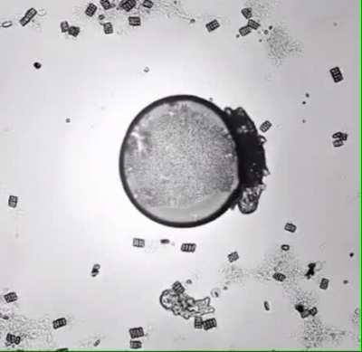 Water Bear loading [oc]