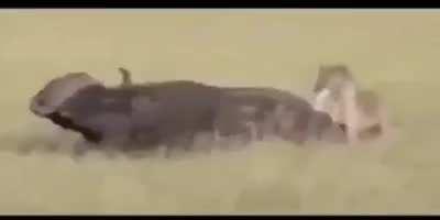 Hyena rips apart a buffalo’s balls