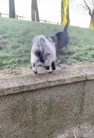 Goat vs cat