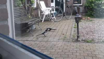 Where's the money Meowski?