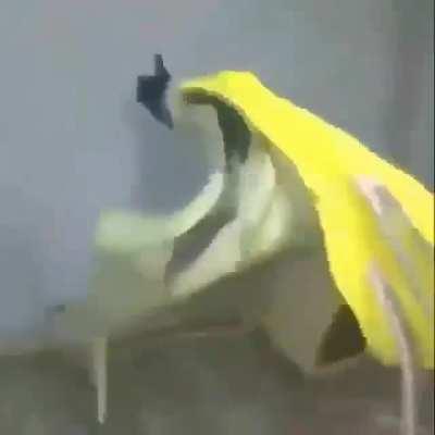 que pero que pero como