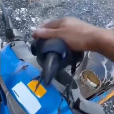 don't touch me hooman