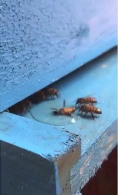 Bees save their stranded comrade