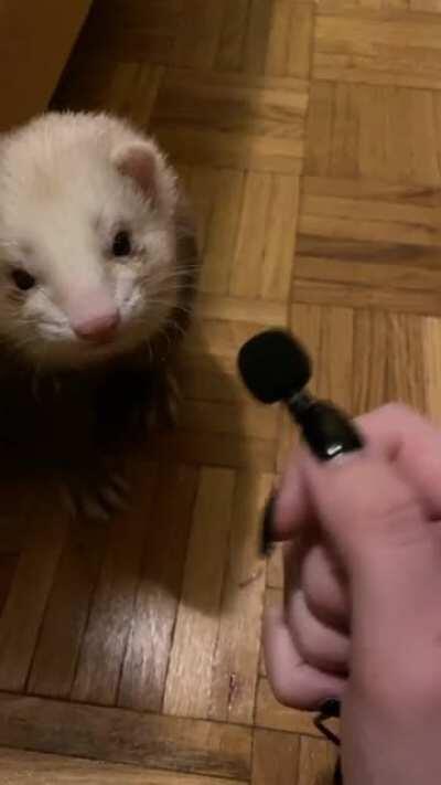 I've been trying to record a second ferret ASMR video, but Bongo keeps stealing my pop filter. So here's a blooper