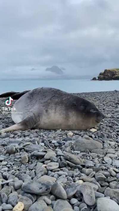A seal sneezing sounds like On Sight
