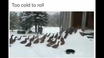 Enjoy these ducks changing their mind