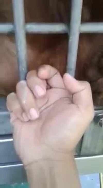 A real gentleman always gives a courtesy lick