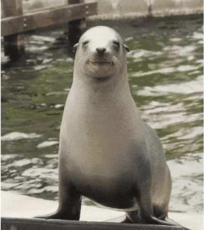 Meet Pedro, our local zoo sea lion