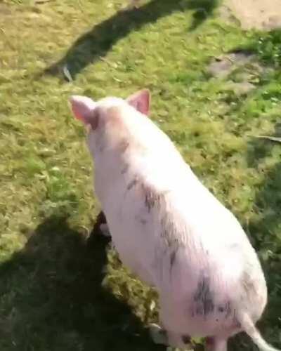 François the pig playing with his dog friends