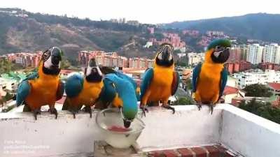 DesignatedDriverBirb