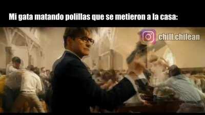 Cuantas polillas llevan sus gatos?