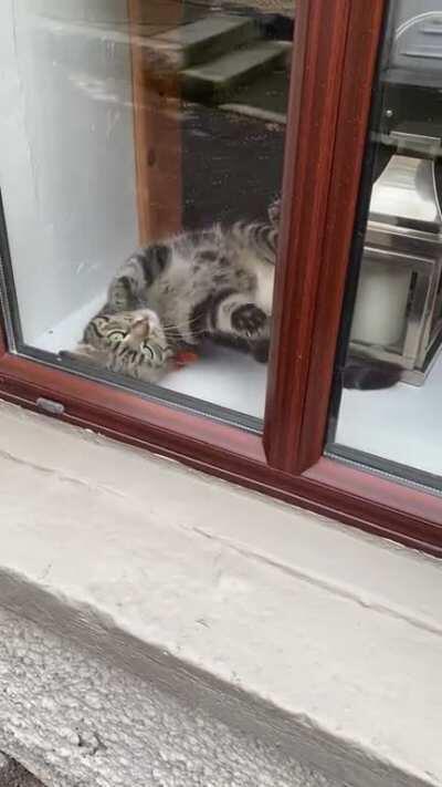 Saw this derpy derp on my way to the Post Office (Cork City derp)