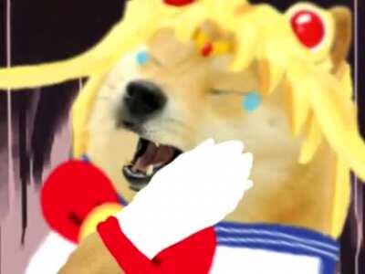 Sailor Doge misadventures continues