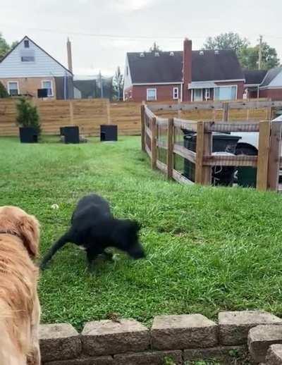 My zoomie queen showing off her spin move on her single back leg.